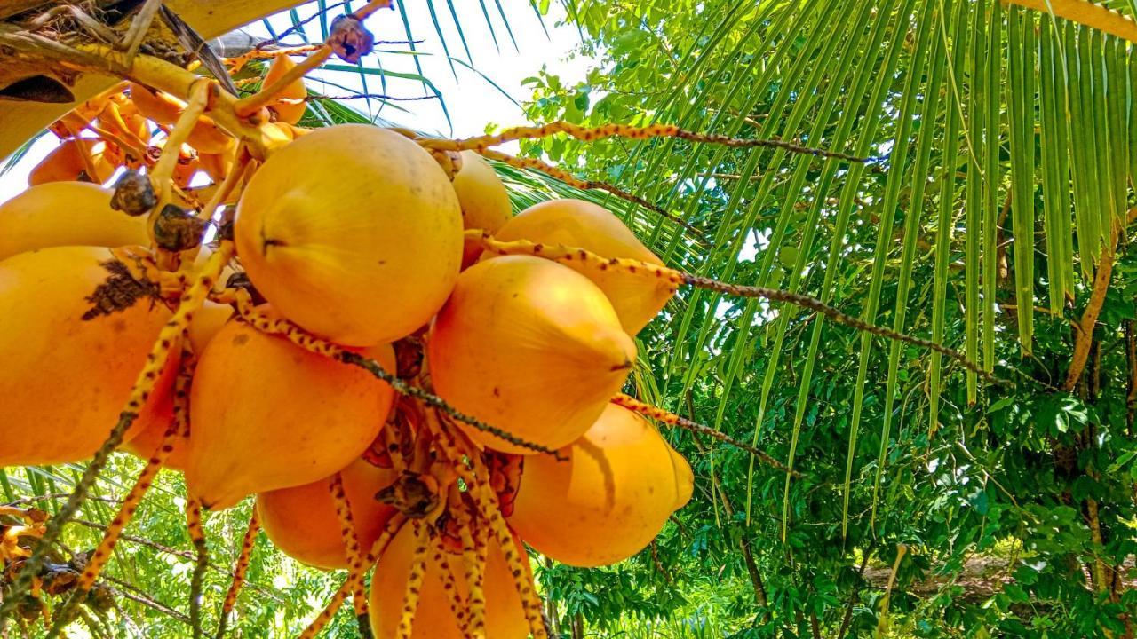 Ceylon Amigos Eco Resort Сигирия Экстерьер фото