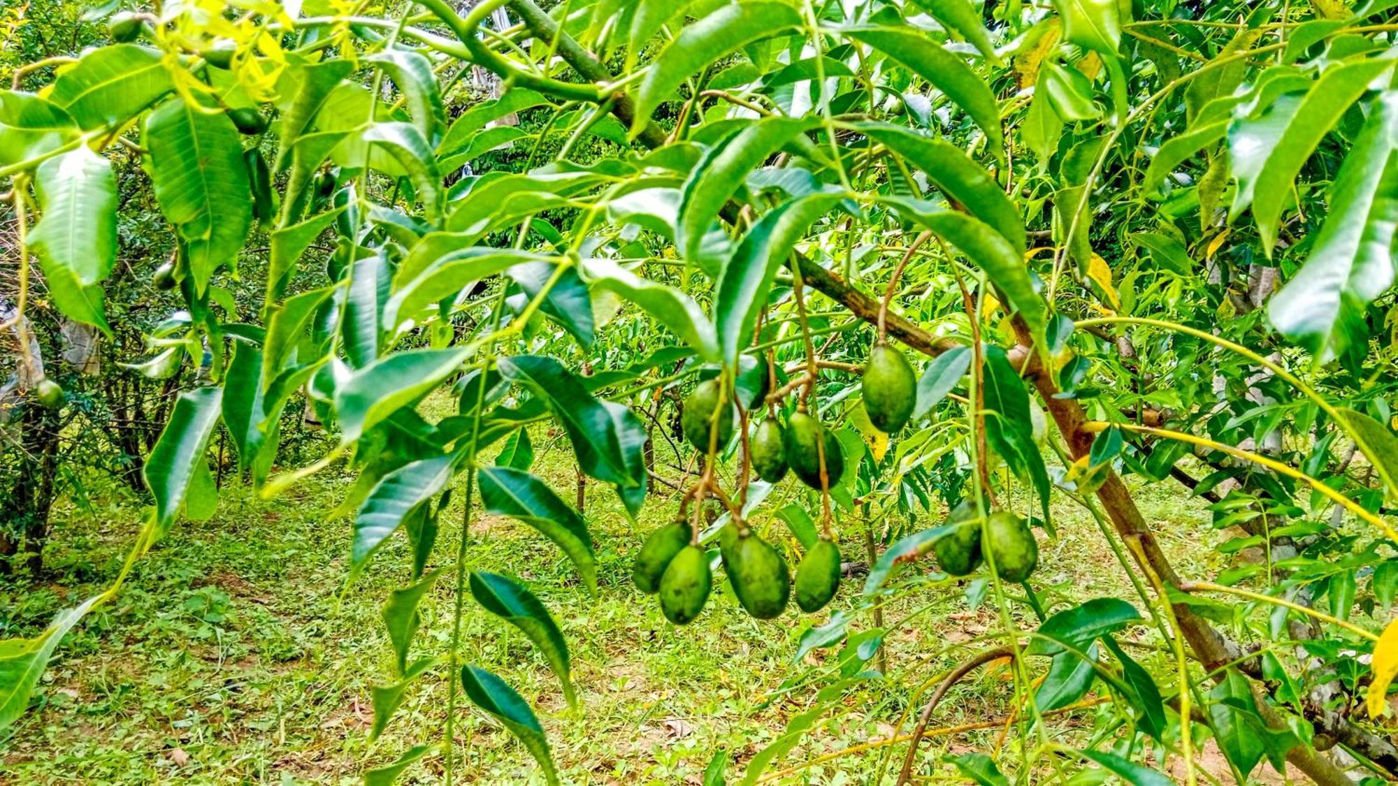 Ceylon Amigos Eco Resort Сигирия Экстерьер фото
